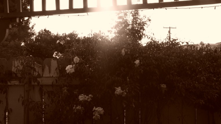 a little backyard action