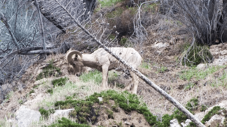 Nelson bighorn sheep