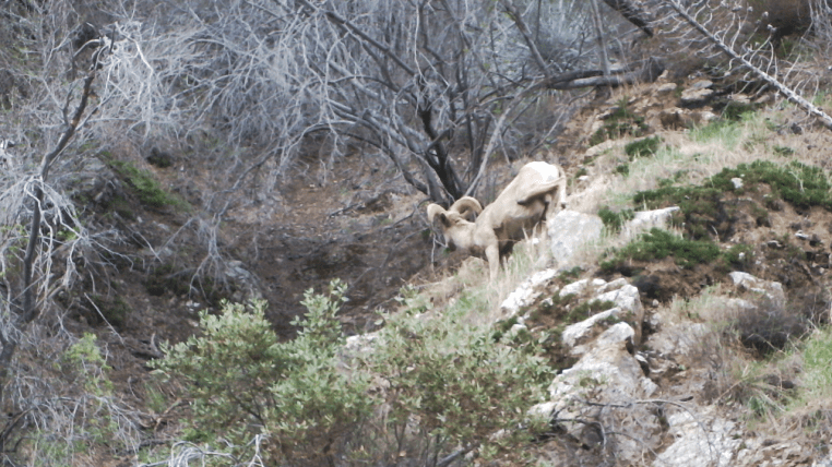 Nelson bighorn sheep