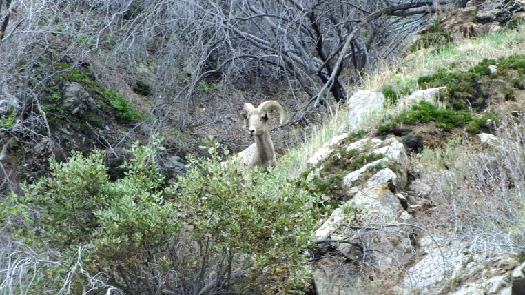 Nelson bighorn sheep