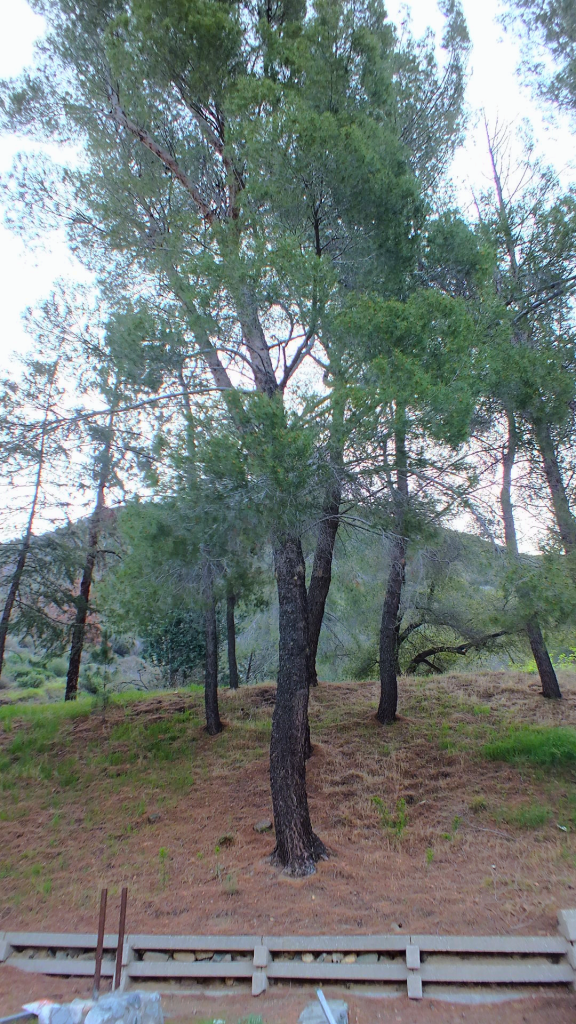 tree hiking camping los angeles