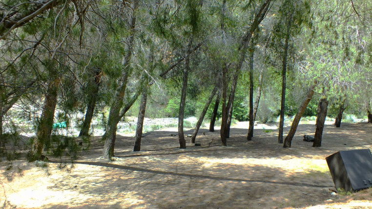 trees hiking camping los angeles