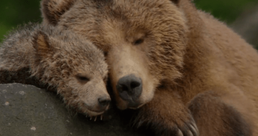 disney nature bears