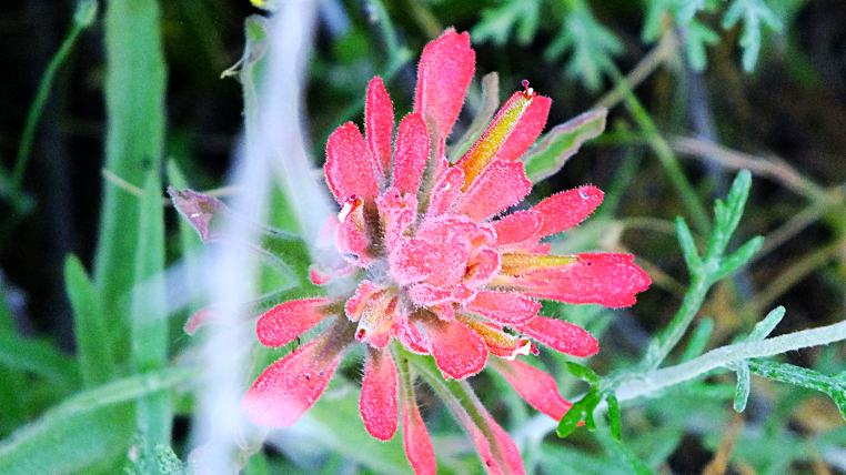 Spring Flowers