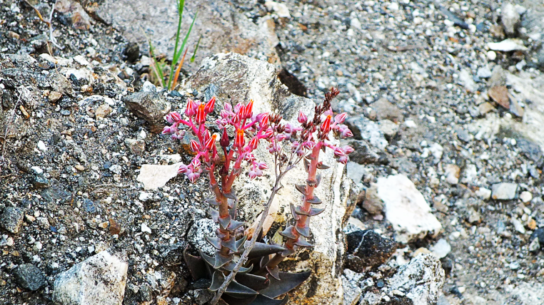 Spring Flowers