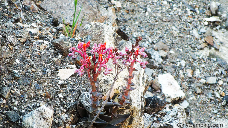 Spring Flowers