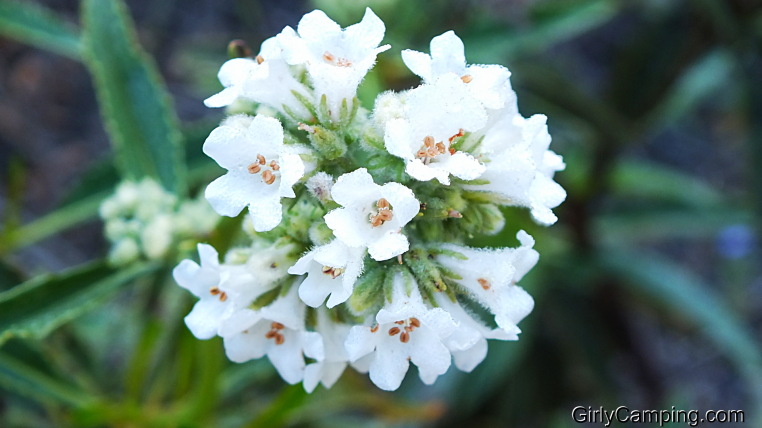 Spring Flowers