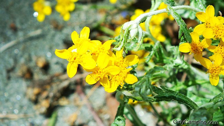 Spring Flowers