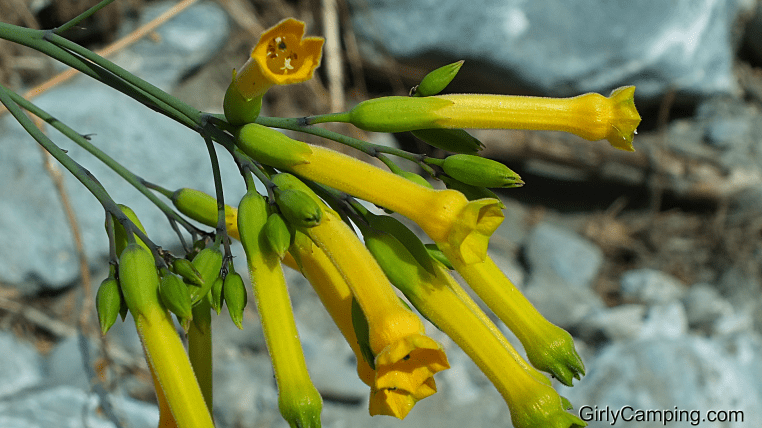 Spring Flowers