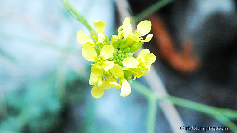 Spring Flowers