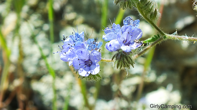 Spring Flowers
