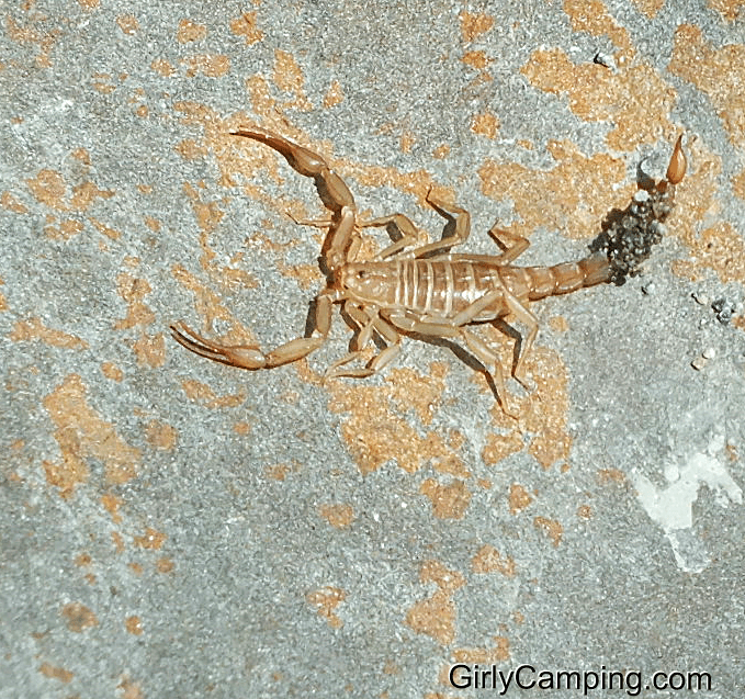 Scorpion
