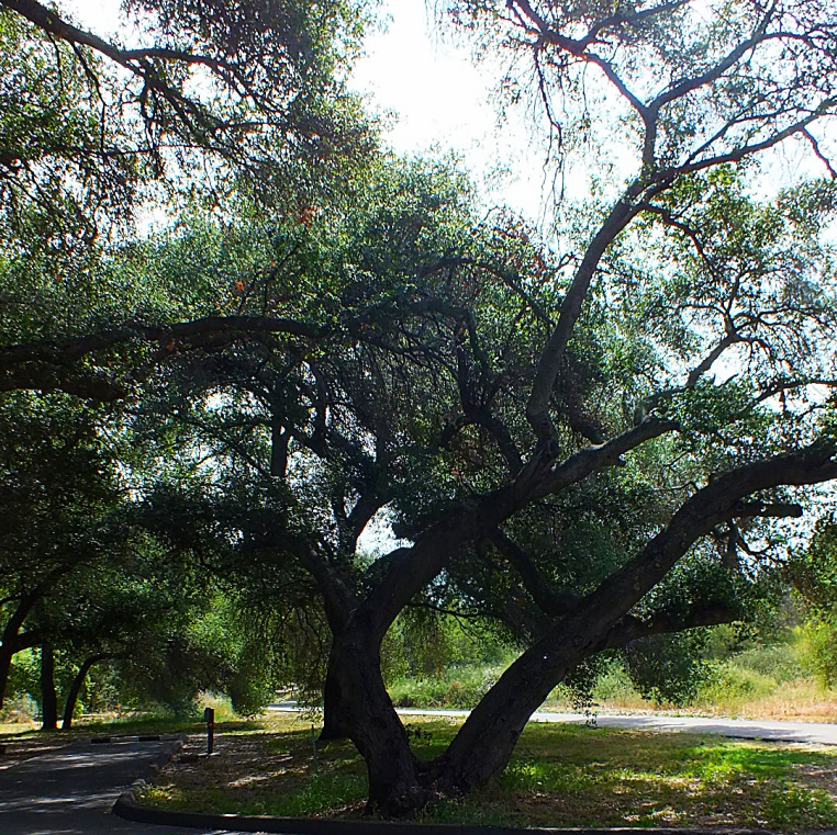 dos picos camping tree