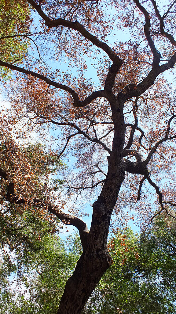 dos picos nature photos