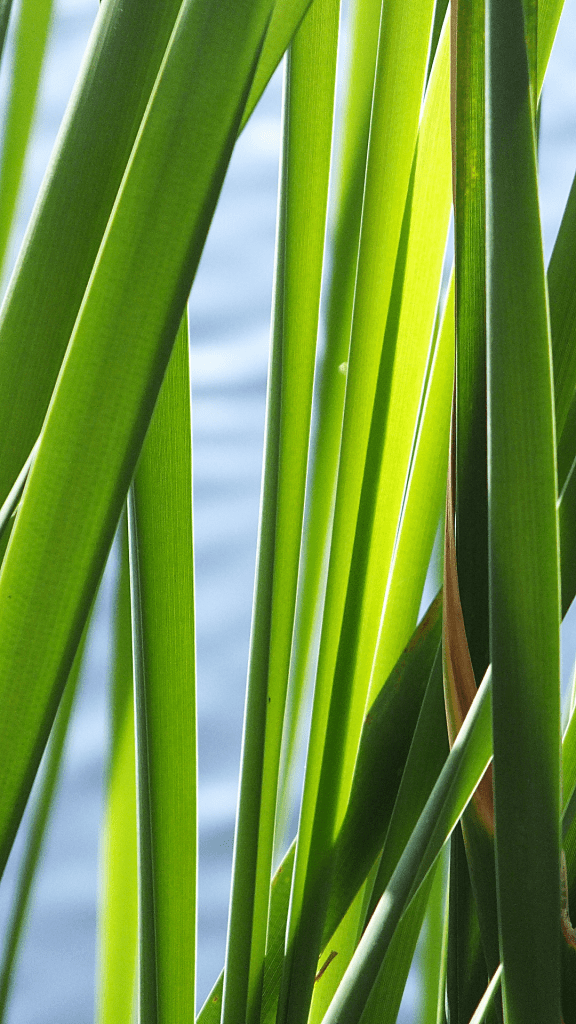 dos picos nature photos