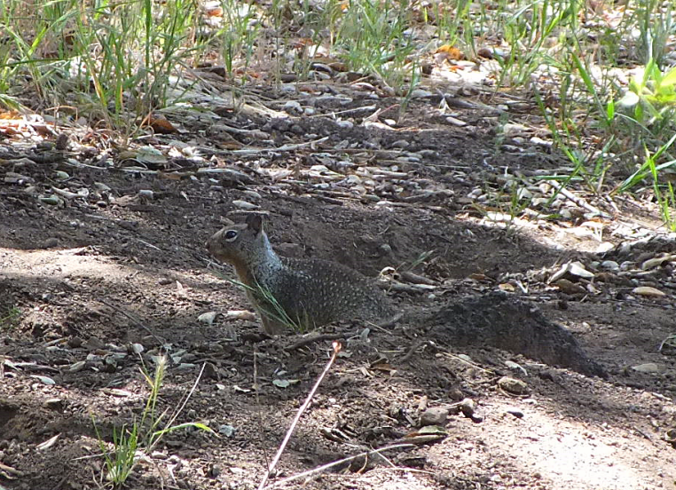 dos picos nature photos
