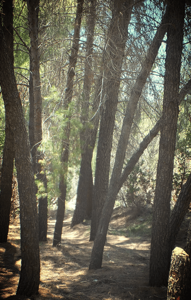 Nature shots angeles national forest