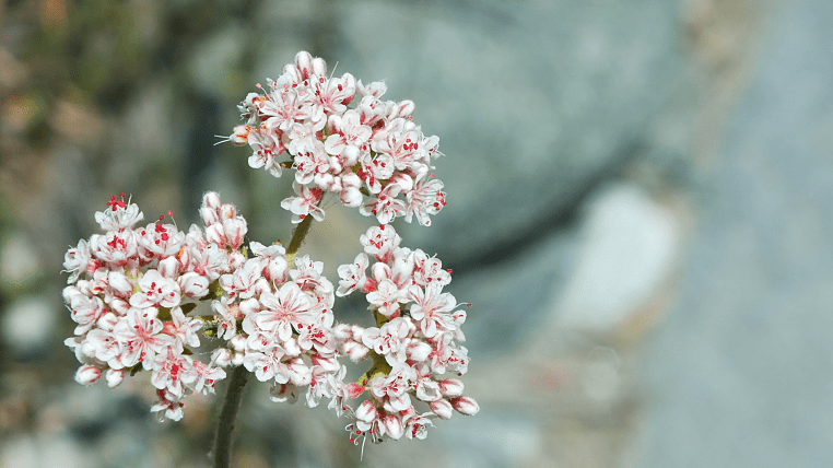 Nature shots angeles national forest
