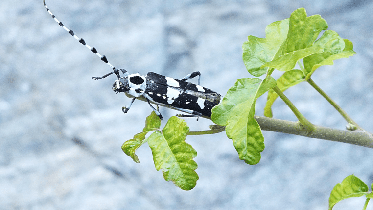 black and white bug- Rosalia funebris