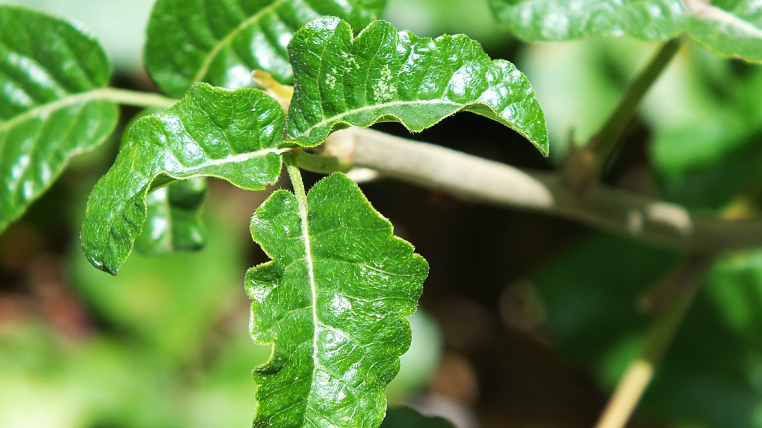 poison oak