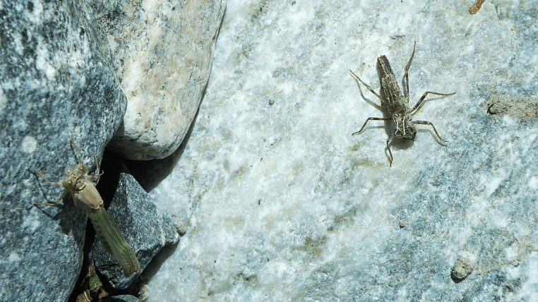 dragonfly shedding its skin