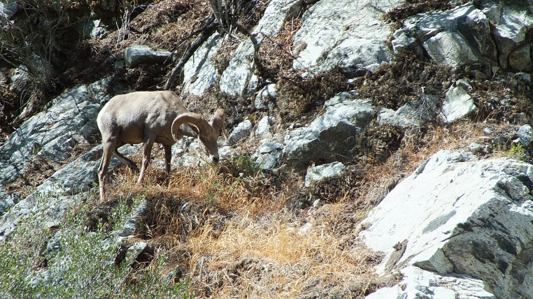 Big Horn Sheep