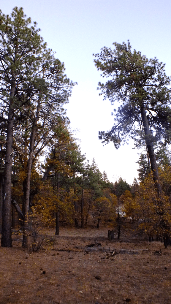 Fall Nature