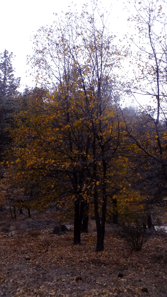 Fall Nature