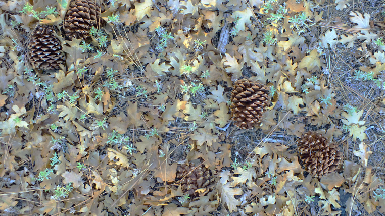 Fall Nature