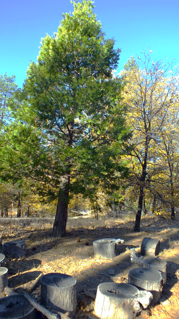Fall Nature